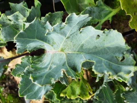 Crambe maritima