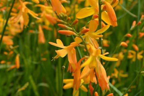 Crocosmia crocosmiiflora 'George Davidson'