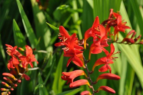 Crocosmia hybride 'Lucifer'