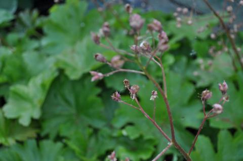 Darmera peltata