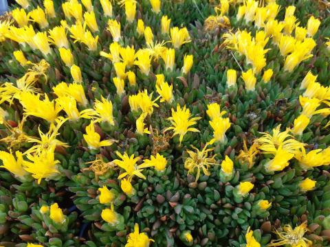 Delosperma congestum