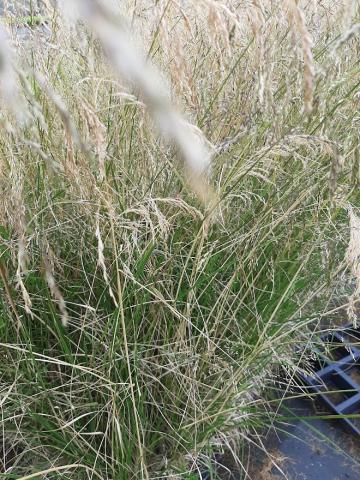 Deschampsia cespitosa