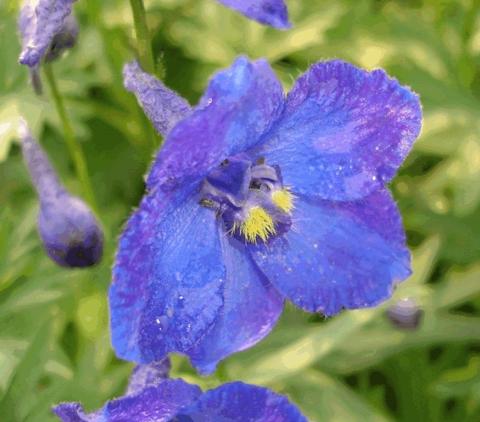 Delphinium belladonna 'Atlantis'