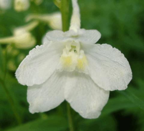Delphinium belladonna 'Casa Blanca'
