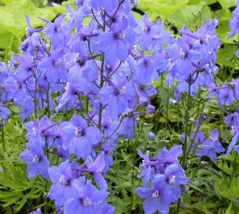 Delphinium belladonna 'Piccolo'