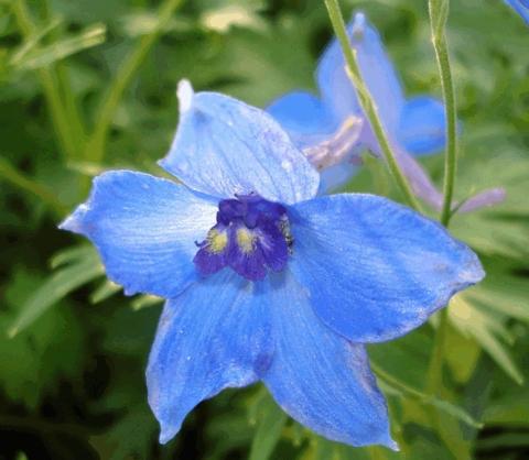 Delphinium belladonna 'Volkerfrieden'