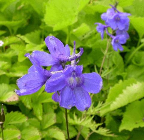 Delphinium bellamosum