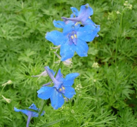 Delphinium grandiflorum 'Blauer Zwerg'