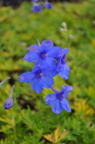 Delphinium grandiflorum 'Butterfly'