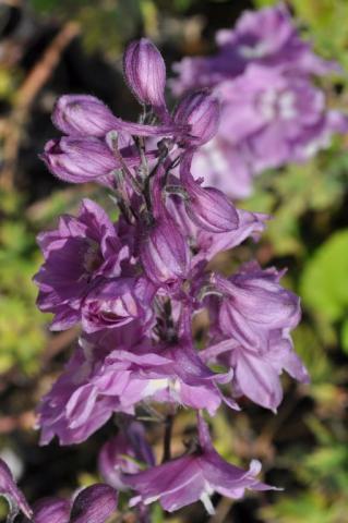 Delphinium hybride 'Strawberry Fair'