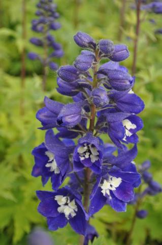 Delphinium 'Magic Fountains Dark Blue-White'