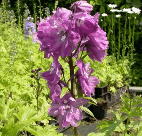 Delphinium 'Magic Fountains Lila'