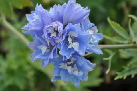 Delphinium 'Magic Fountains Sky Blue'