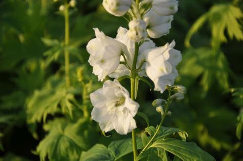 Delphinium 'Magic Fountains White'