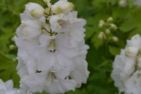 Delphinium 'Magic Fountains White'