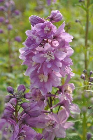 Delphinium pacific 'Astolat'