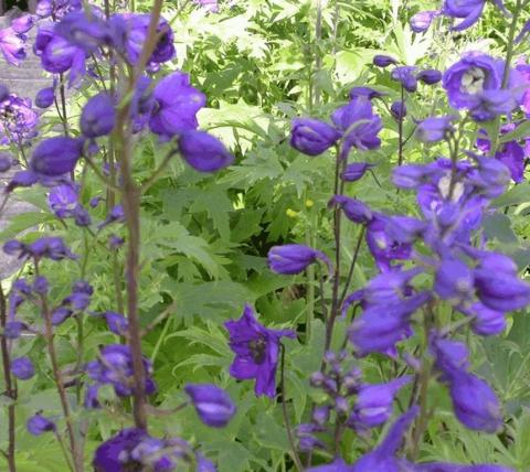 Delphinium pacific 'Black Knight'