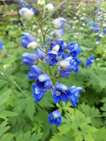 Delphinium pacific 'Blue Bird'