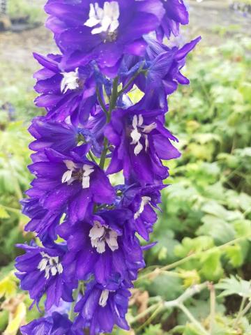 Delphinium pacific 'King Arthur'