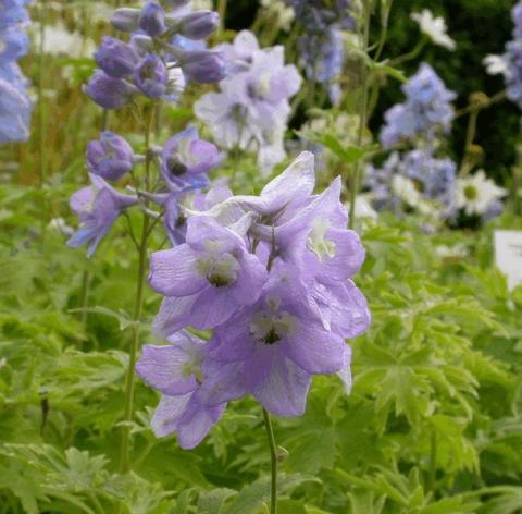 Delphinium pacific 'Lady Guinevere'