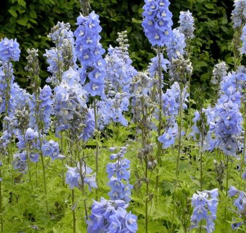 Delphinium pacific 'Summer Skies'