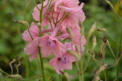 Delphinium ruysii 'Pink Sensation'