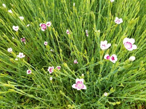 Dianthus deltoides 'Arctic Fire'