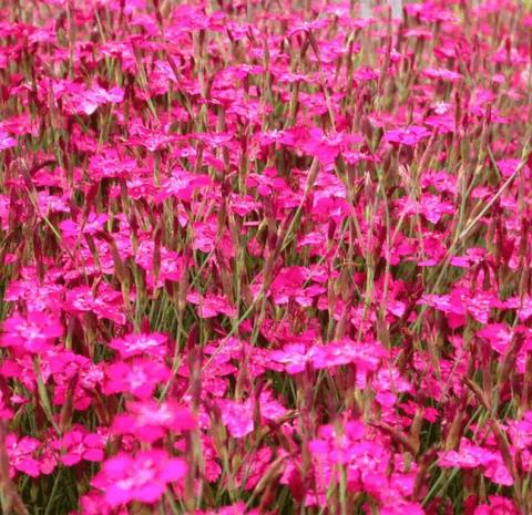 Dianthus deltoides 'Brillant'