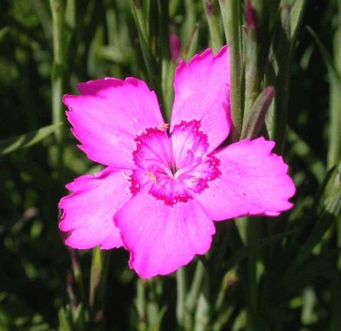 Dianthus deltoides 'Rosea'