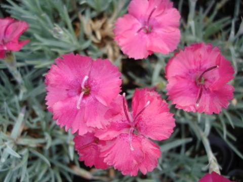 Dianthus gratianopolitanus 'Badenia'