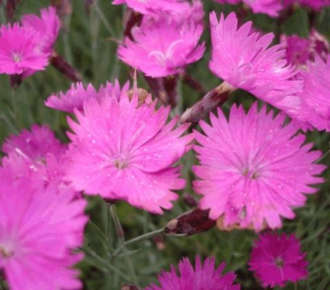 Dianthus gratianopolitanus 'Feuerhexe'