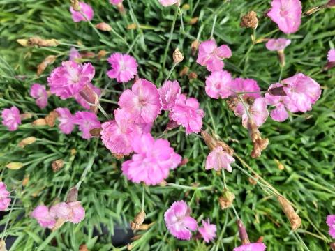 Dianthus gratianopolitanus 'Pink Jewel'