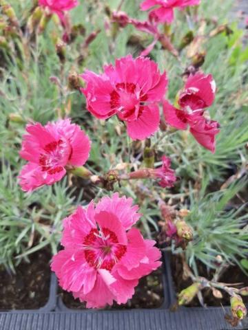 Dianthus gratianopolitanus 'Rötkappchen'