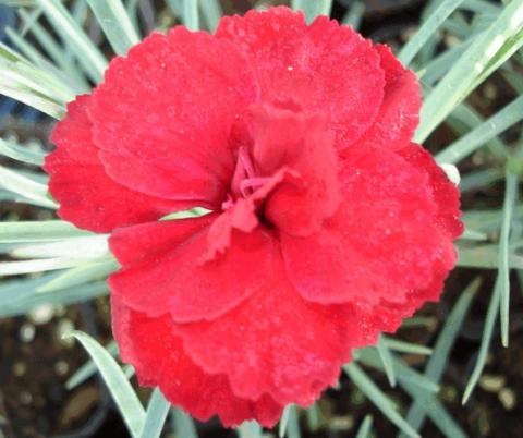 Dianthus plumarius 'David'