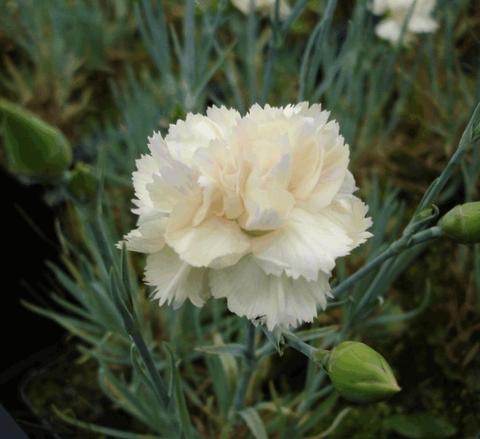 Dianthus plumarius 'Devon Cream'