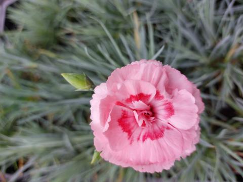 Dianthus plumarius 'Doris'