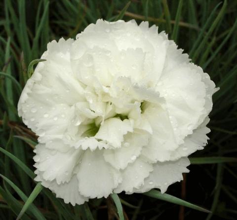 Dianthus plumarius 'Haytor'