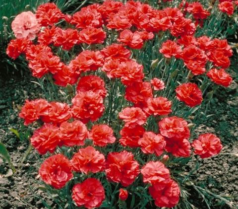 Dianthus plumarius 'Heidi'