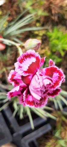 Dianthus plumarius 'James Portman'