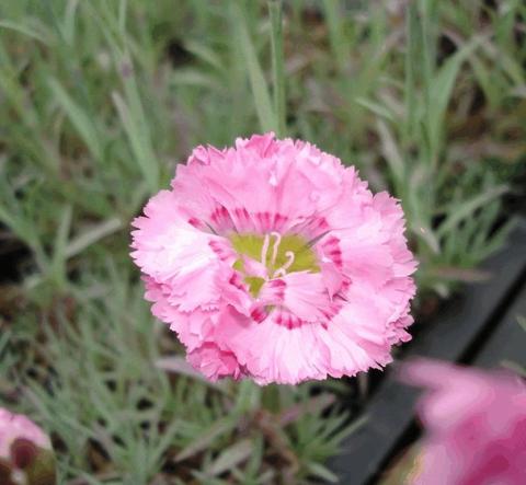 Dianthus plumarius 'Maggie'