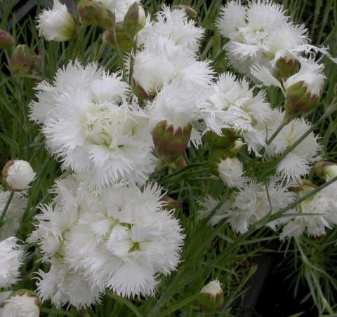 Dianthus plumarius 'Mrs. Sinkins'