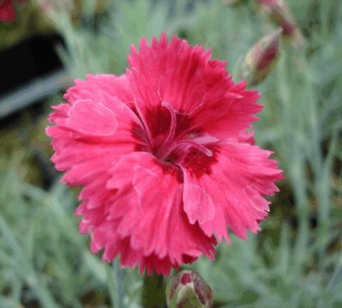 Dianthus plumarius 'Munot'