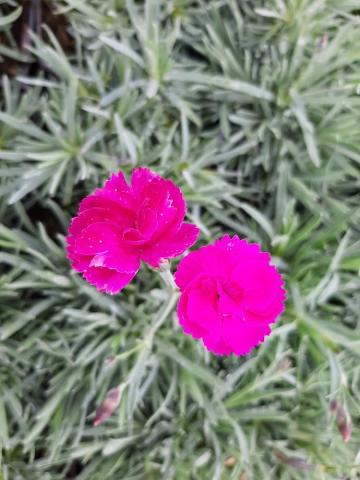 Dianthus plumarius 'Warden Hybrid'