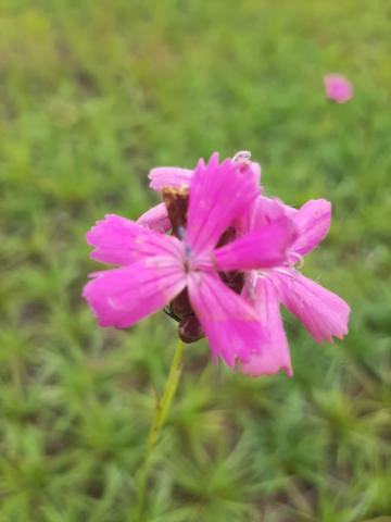 Dianthus carthusianorum