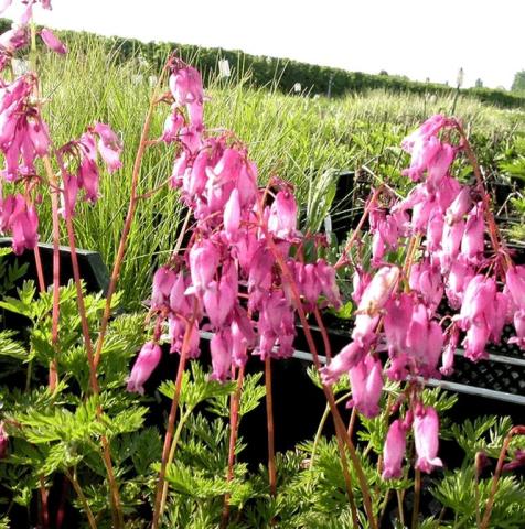 Dicentra formosa