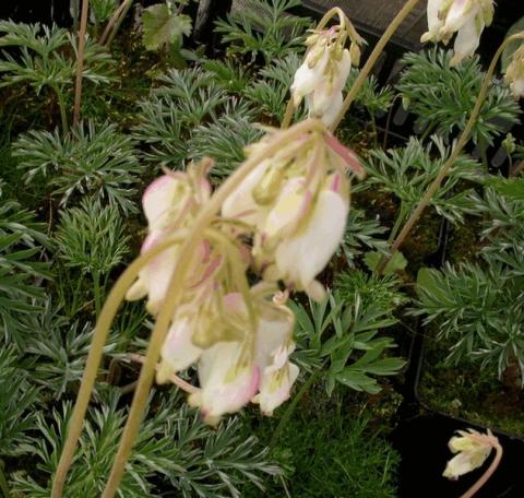 Dicentra formosa 'Aurora'