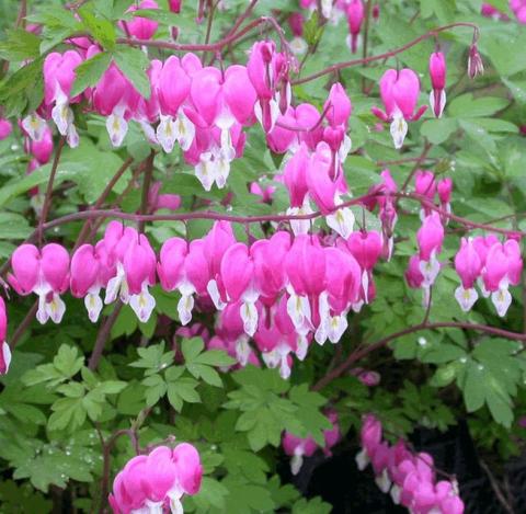 Dicentra spectabilis