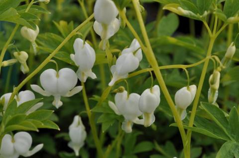 Dicentra spectabilis 'Alba'