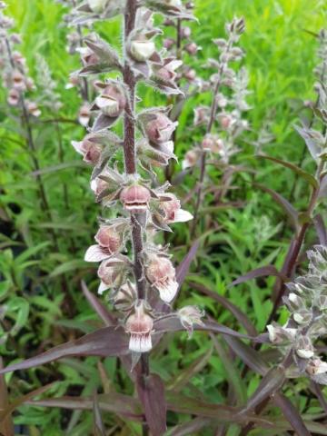 Digitalis lanata