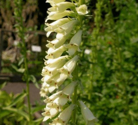 Digitalis lutea